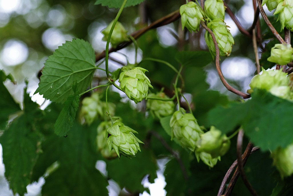 Hop sp. [5862] 09-Sep-2009 (het Holthuis, Oldenzaal).jpg - Hop sp. [Humulus lupulus]